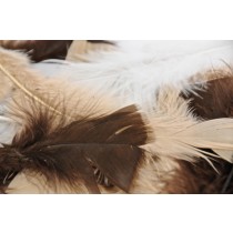 Animal Turkey Feathers Multi (PK 250)